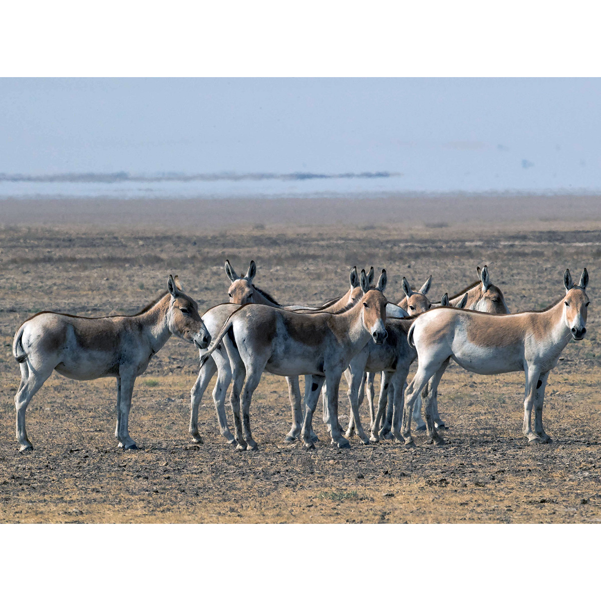 Индийский кулан (Equus khur) Фото №7