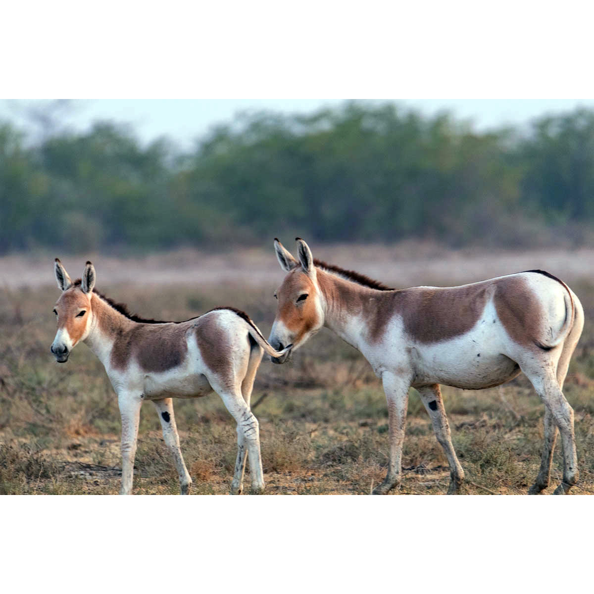 Индийский кулан (Equus khur) Фото №8