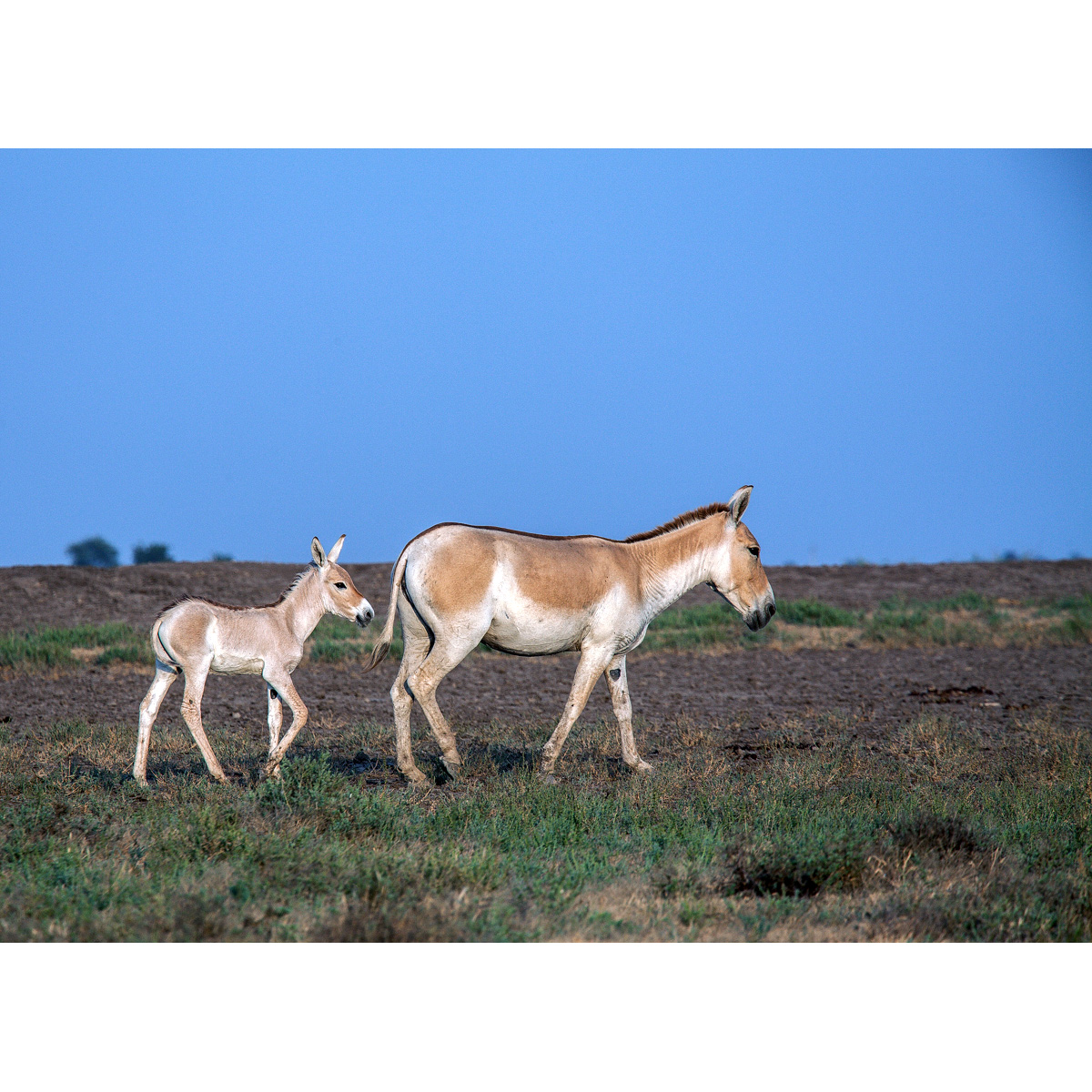 Индийский кулан (Equus khur) Фото №9