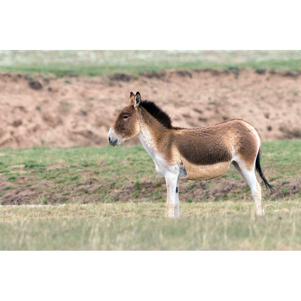Кианг (Equus kiang) Фото №2
