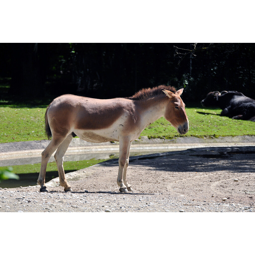Кианг (Equus kiang) Фото №3