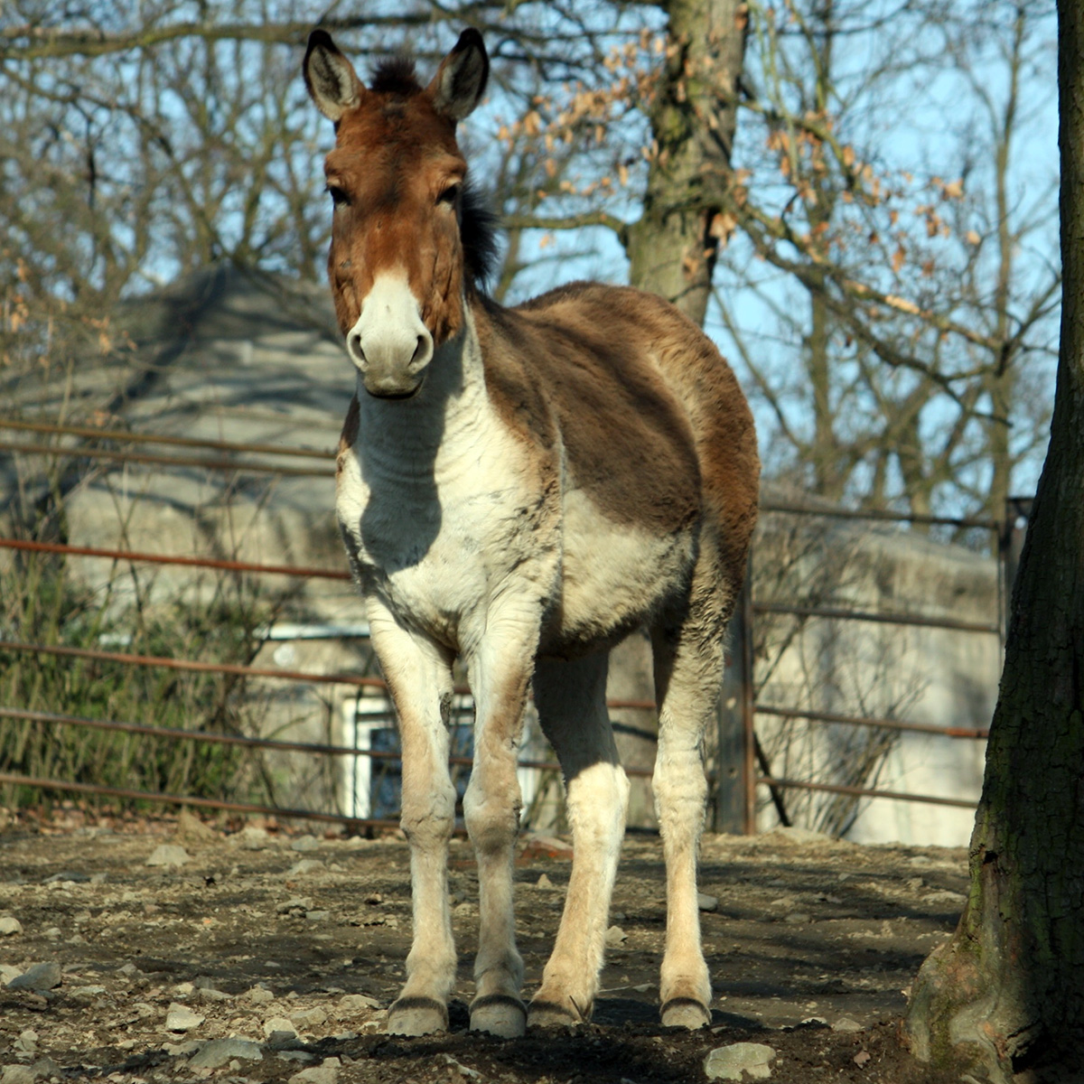 Кианг (Equus kiang) Фото №5