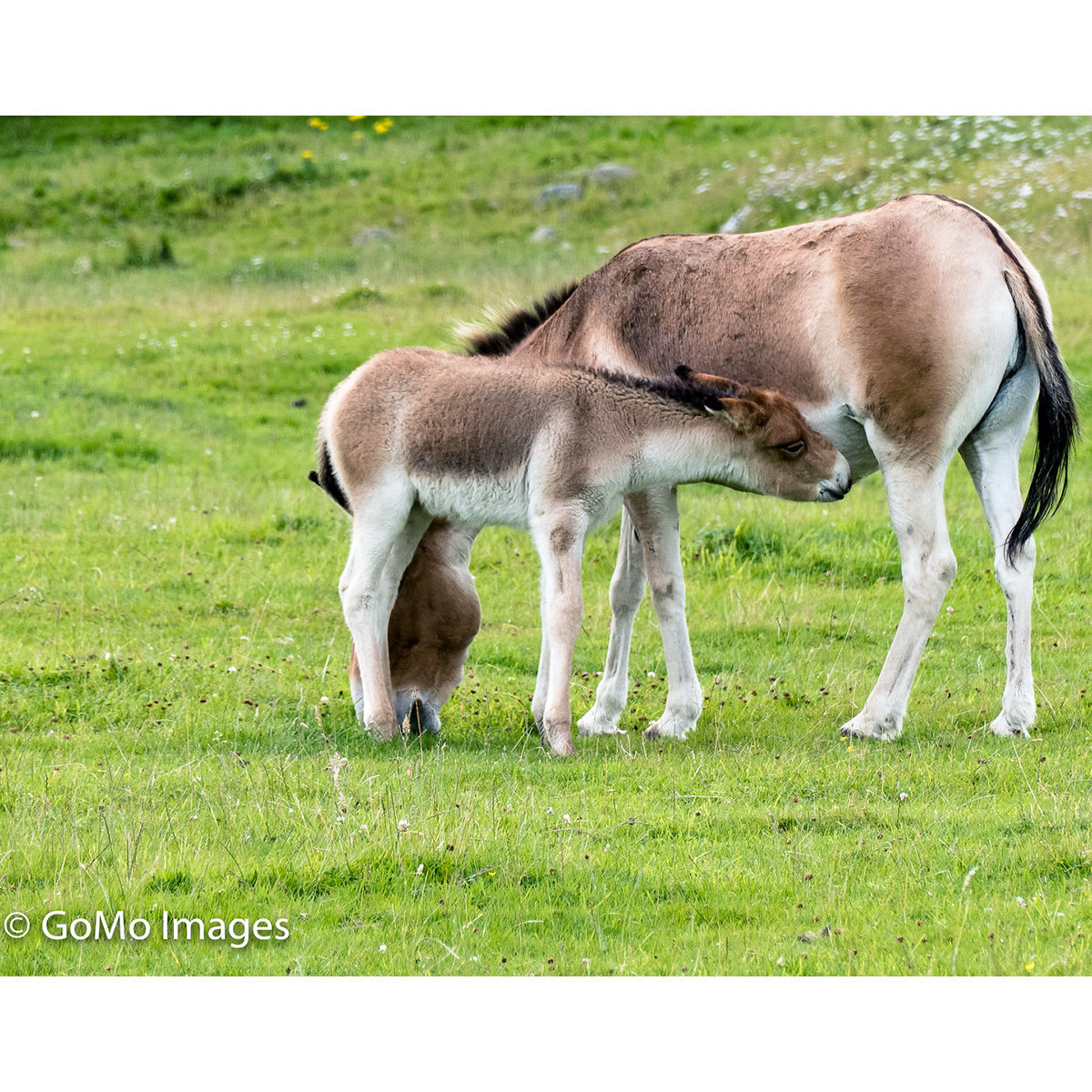 Кианг (Equus kiang) Фото №7