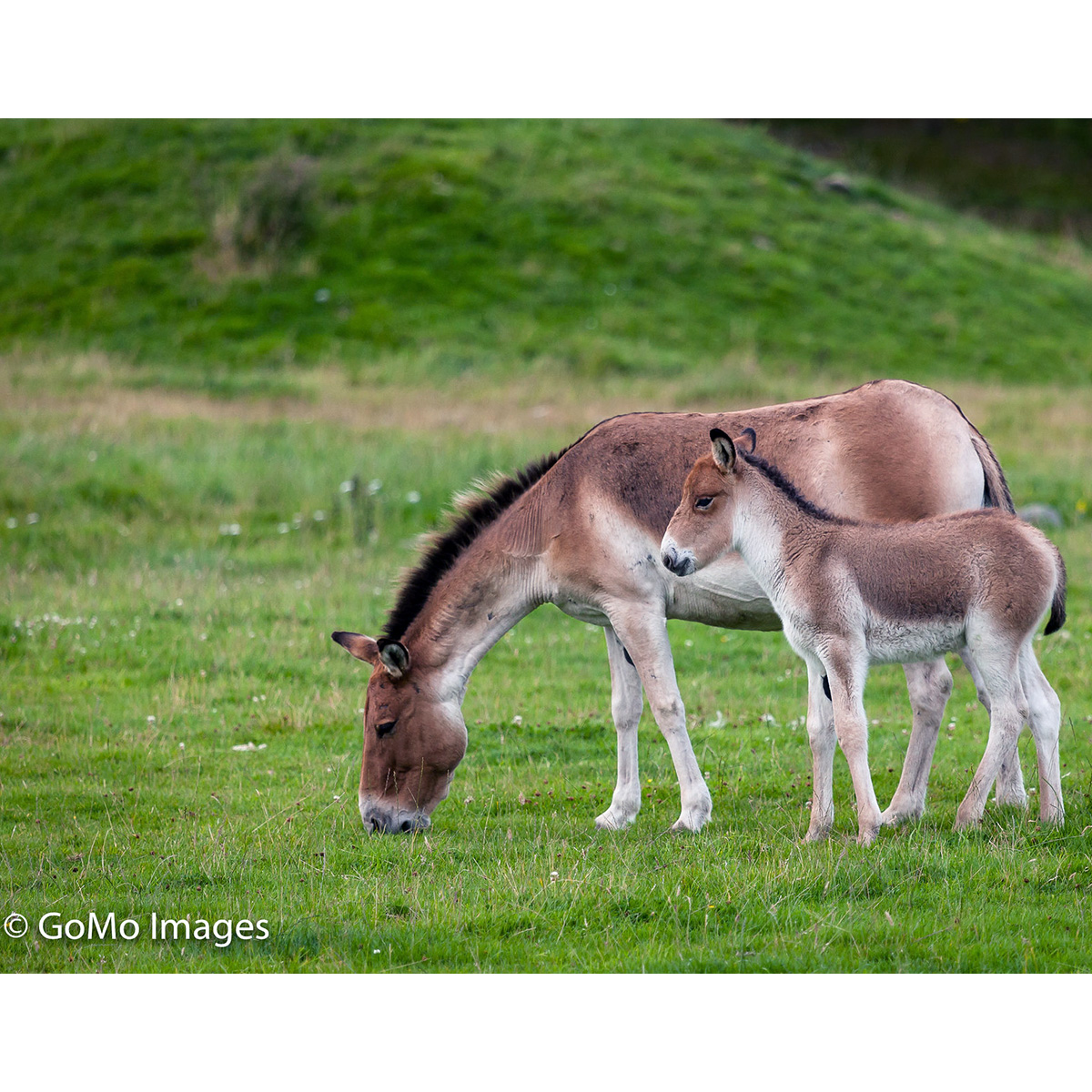 Кианг (Equus kiang) Фото №8