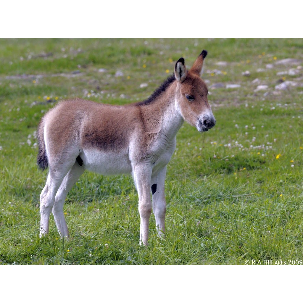 Кианг (Equus kiang) Фото №9