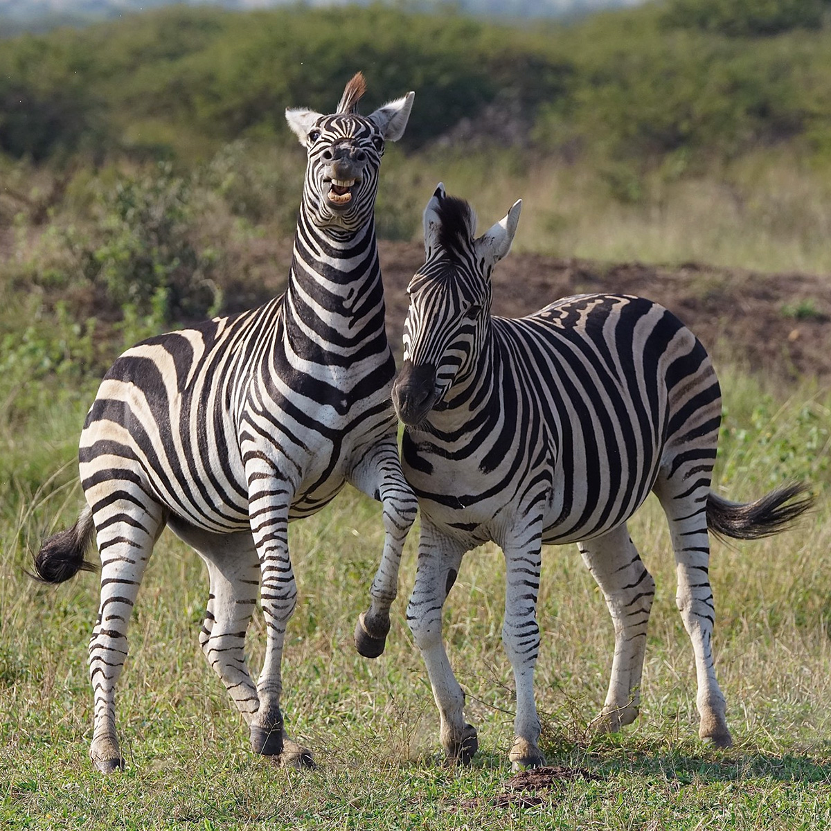 Бурчеллова зебра (Equus quagga) Фото №5