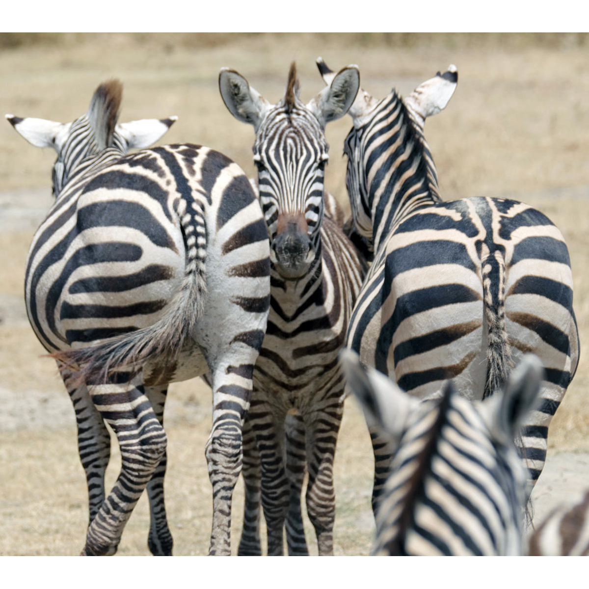 Бурчеллова зебра (Equus quagga) Фото №6