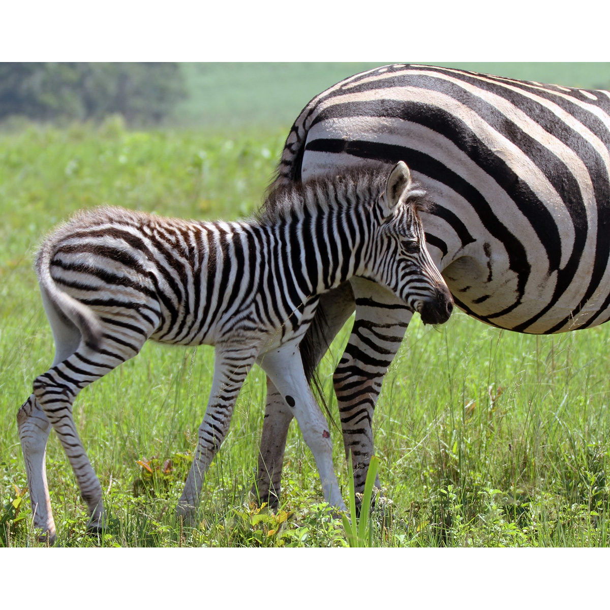 Бурчеллова зебра (Equus quagga) Фото №7