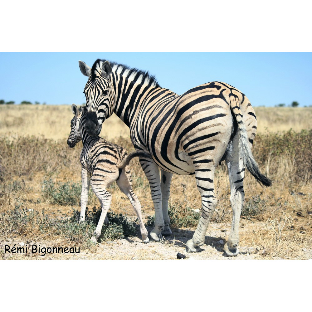 Бурчеллова зебра (Equus quagga) Фото №8