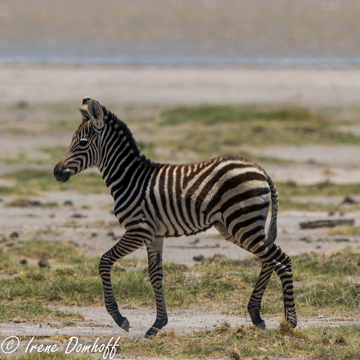 Бурчеллова зебра (Equus quagga) Фото №9