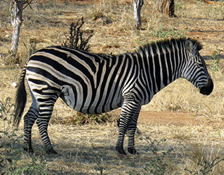 Equus quagga boehmi