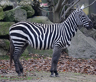 Equus quagga borensis