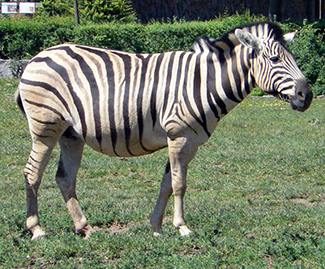 Equus quagga burchellii