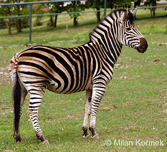 Equus quagga chapmani
