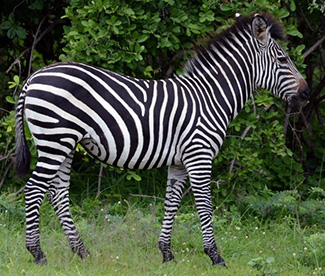 Equus quagga crawshayi