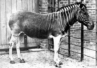 Equus quagga quagga