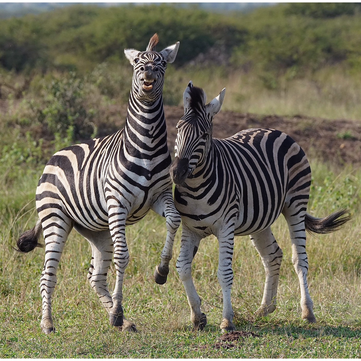 Горная капская зебра (Equus zebra) Фото №5