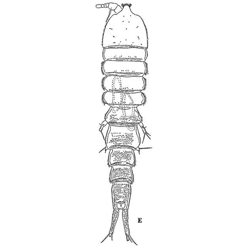 Семейство Erebonasteridae фото