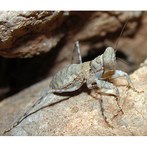 Семейство Eremiaphilidae фото