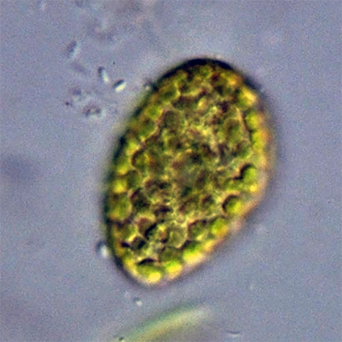 Семейство Eremosphaeraceae фото