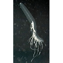 Семейство Erennidae  фото