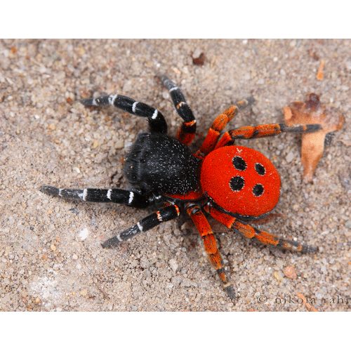 Семейство Eresidae фото