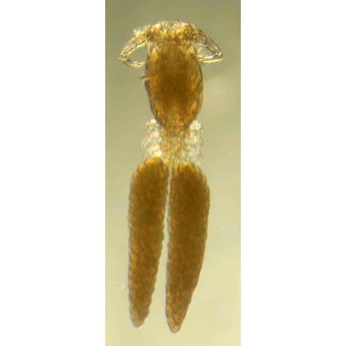 Семейство Ergasilidae фото