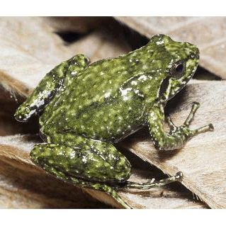  Род Ericabatrachus  фото