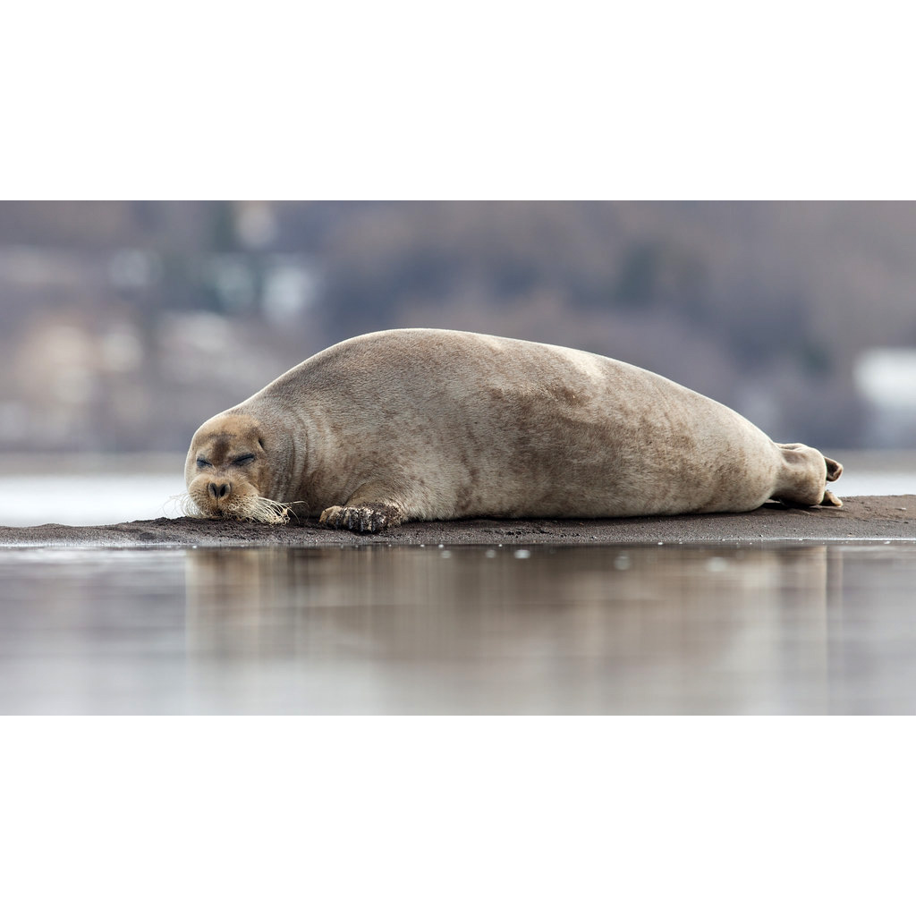 Морской заяц (Erignathus barbatus) Фото №4