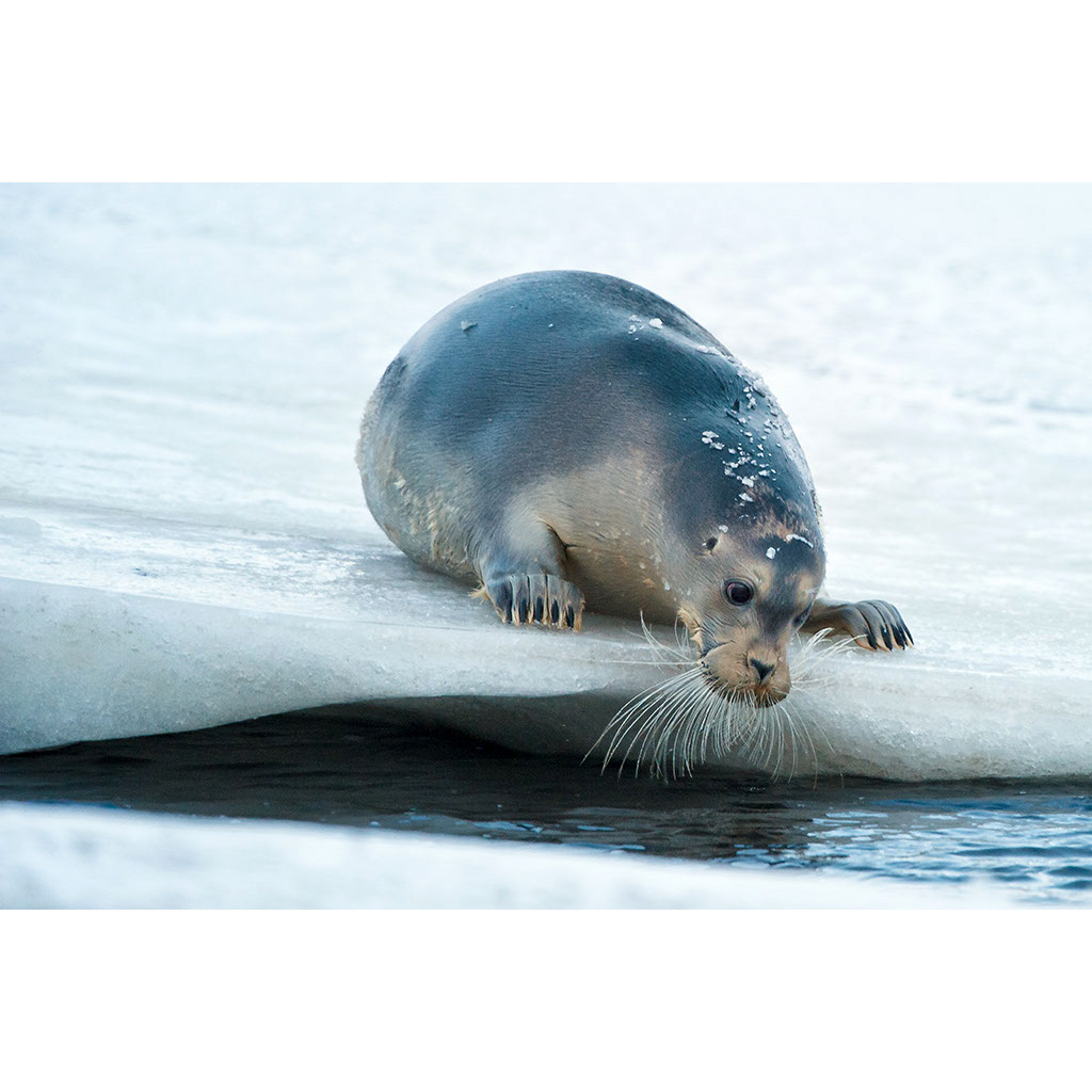 Морской заяц (Erignathus barbatus) Фото №5