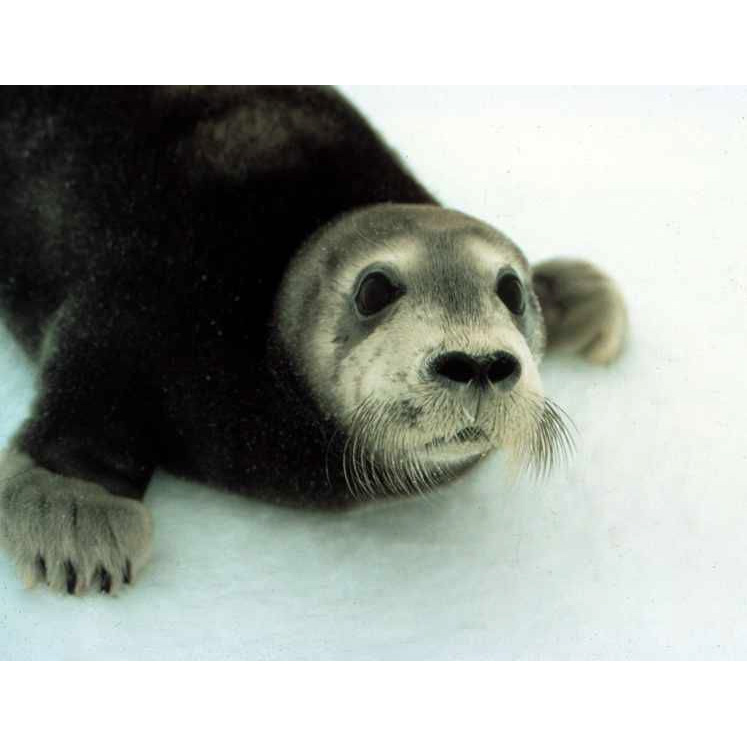 Морской заяц (Erignathus barbatus) Фото №8
