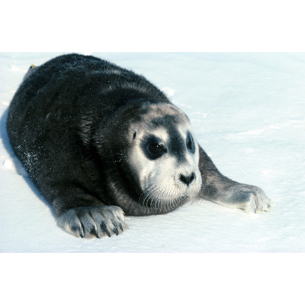 Морской заяц (Erignathus barbatus) Фото №9