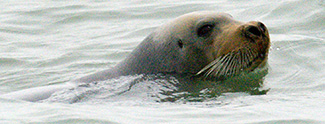 Erignathus barbatus nauticus