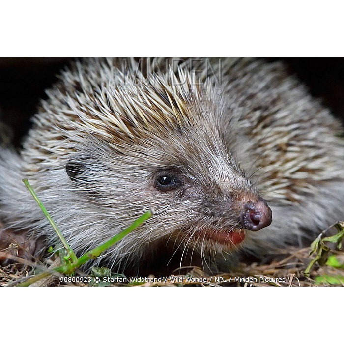 Амурский ёж (Erinaceus amurensis) Фото №10