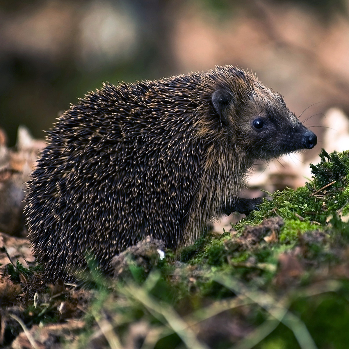 Обыкновенный ёж (Erinaceus europaeus) Фото №6