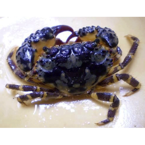 Семейство Eriphioidea фото