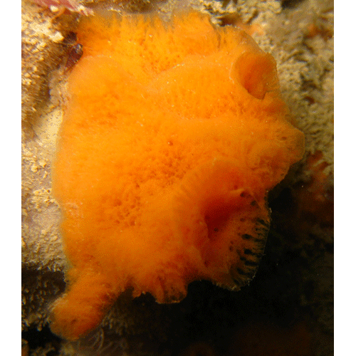 Семейство Esperiopsidae  фото
