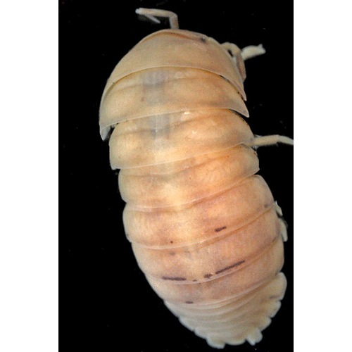 Семейство Eubelidae фото