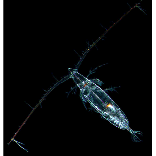 Семейство Eucalanidae фото