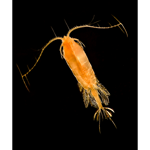 Семейство Euchaetidae фото