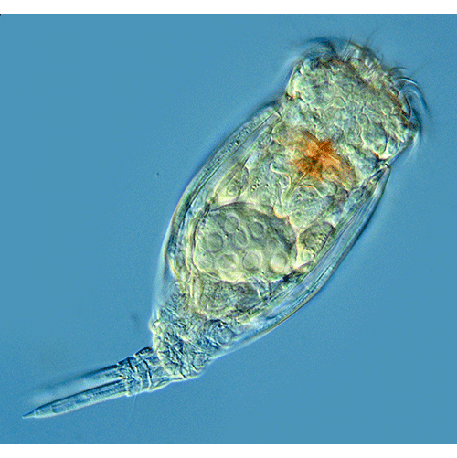 Семейство Euchlanidae  фото