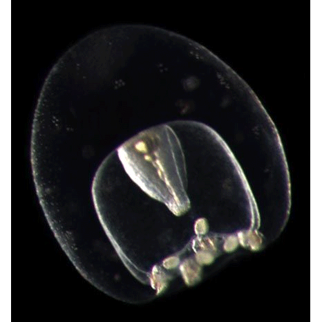 Семейство Eucodoniidae  фото