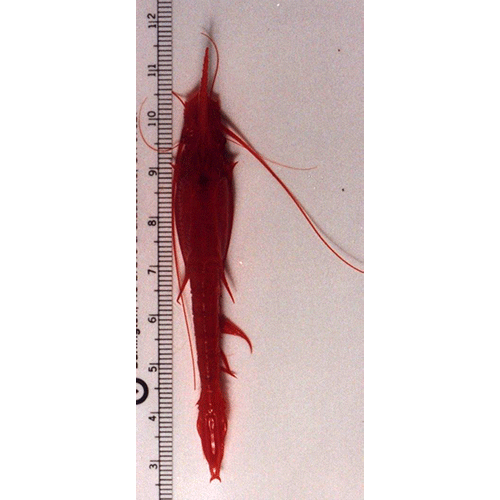 Семейство Eucopiidae фото