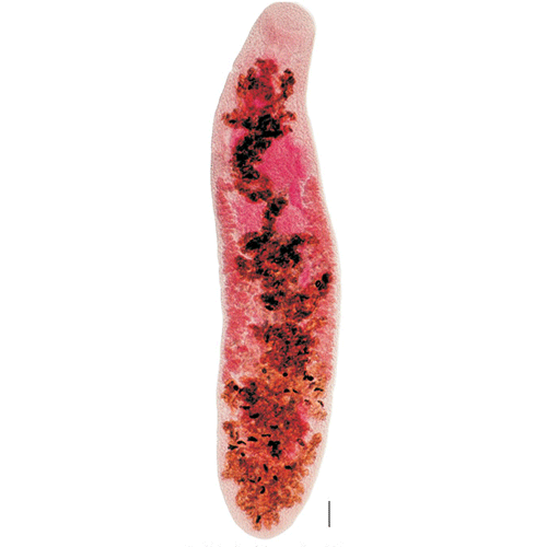 Семейство Eucotylidae фото