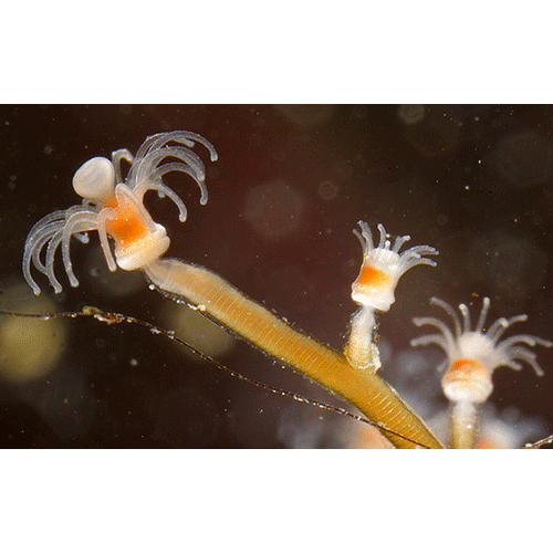 Семейство Eudendriidae  фото
