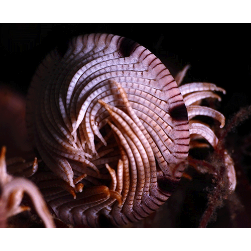 Семейство Eudiocrinidae  фото