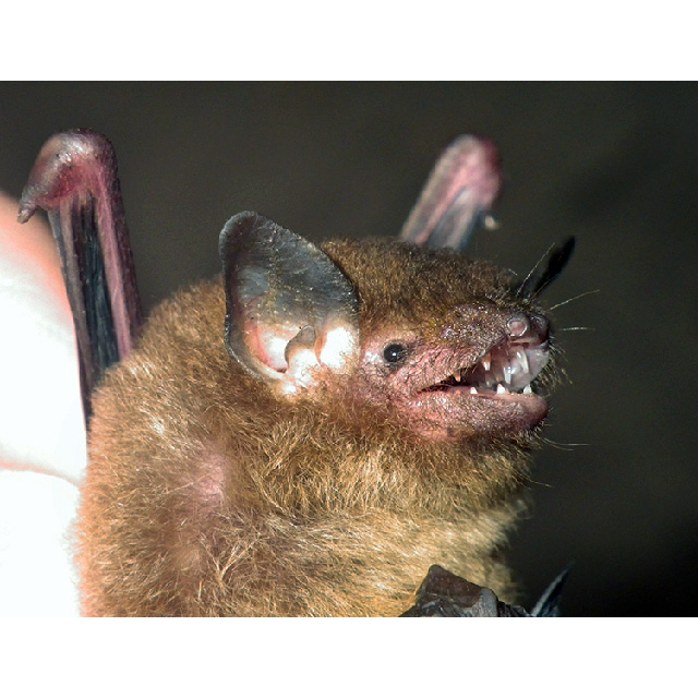 Дисконогий гладконос (Eudiscopus denticulus) Фото №4