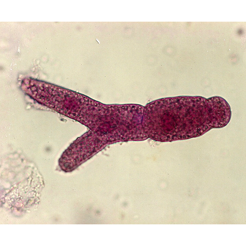 Отряд Eugregarinida фото