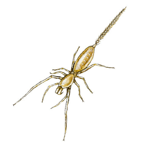 Семейство Eukoenenioidea фото