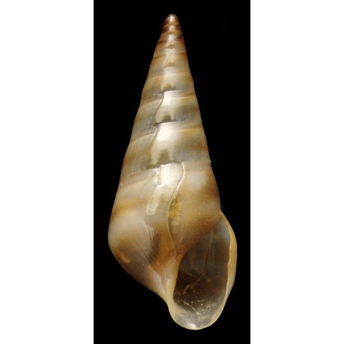 Семейство Eulimoidea  фото